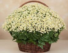 Цветочная композиция из Ромашки в корзине #REPLACE_PRED# Ныроб